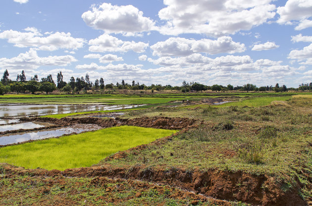 Ankarafantsika NP