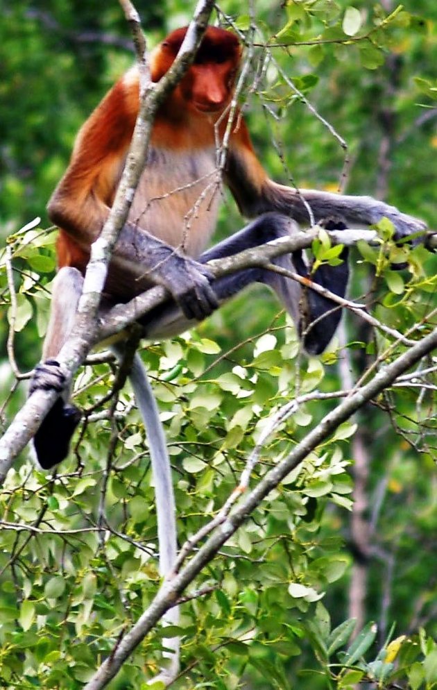 Orang Belanda