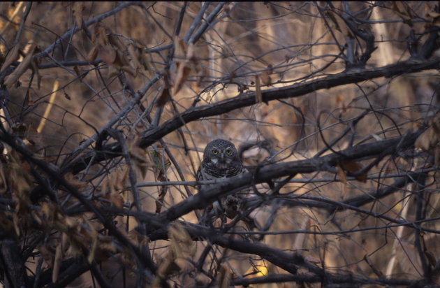African Barred Owl at Kafue Nat. Park