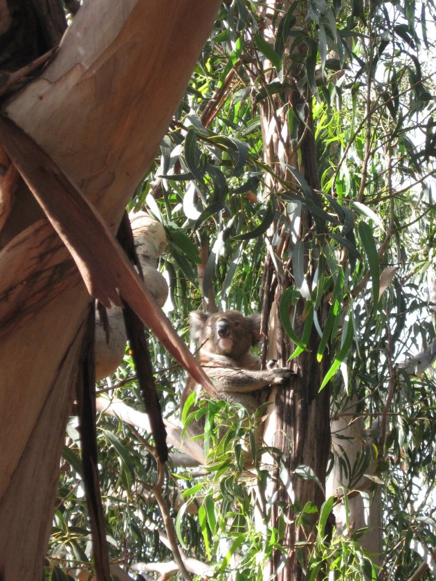 Hanson Bay Koala Cancutary