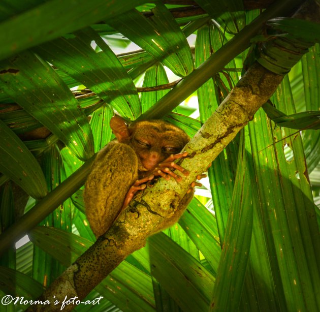 Tarsiers op de Filipijnen