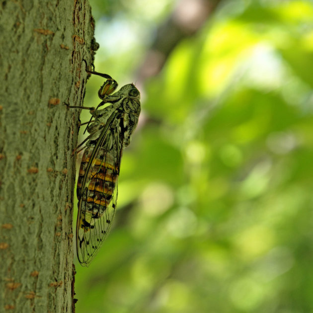 Cigale (zangcicade)