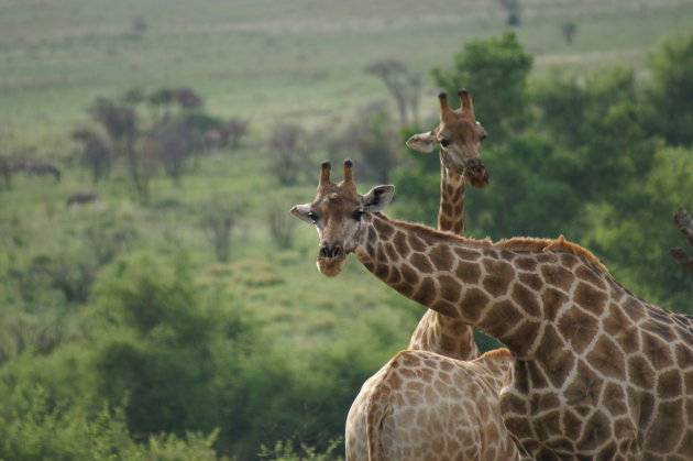 Giraffes