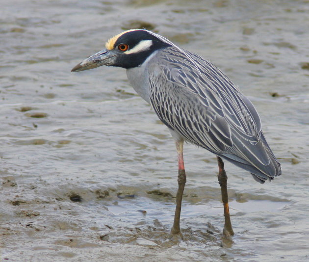 geelkuif kwak