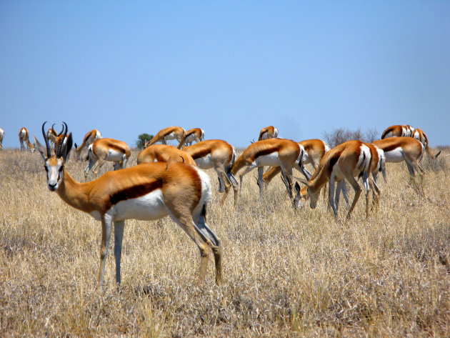 springbokkies