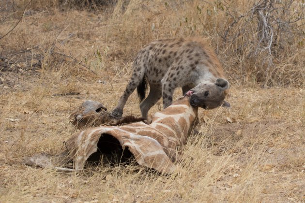 Hyena aan het werk