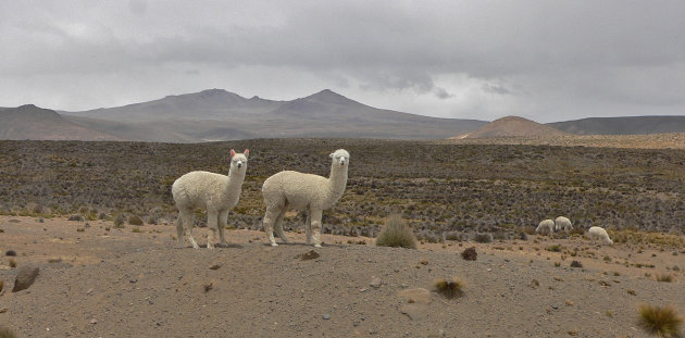 Alpaca's op de hoogvlakte