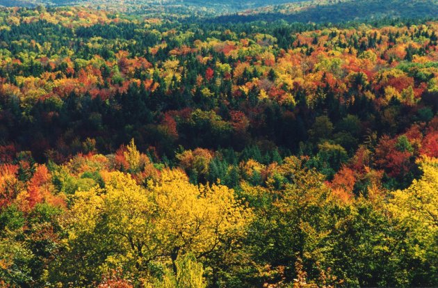 Herfstkleuren