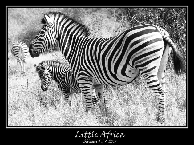 Little Africa