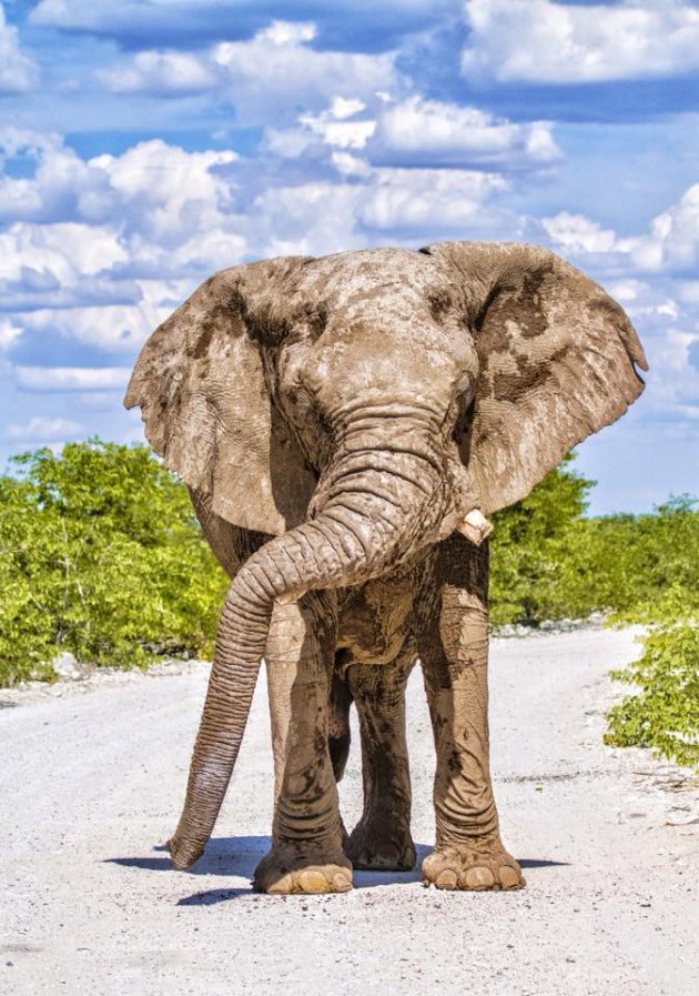 Mooiste safari in Afrika