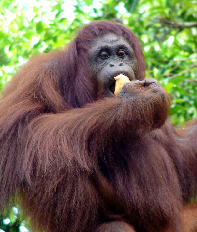 Orang-Oetang