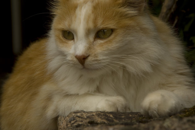 Le chat du maison