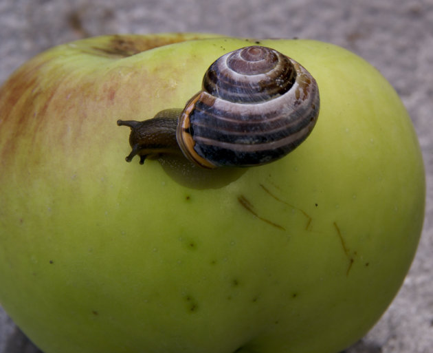 lekker appeltje