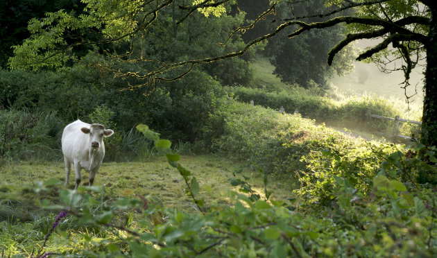 La reve du Morvan