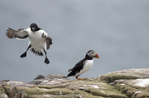 Papegaaiduiker / Puffin