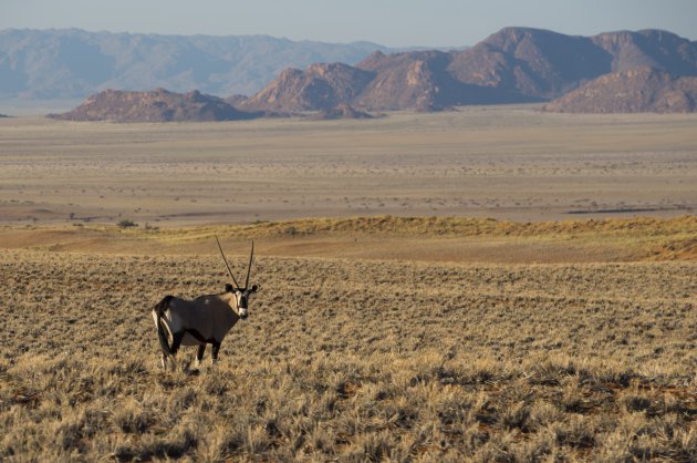 oryx in mooi landschap