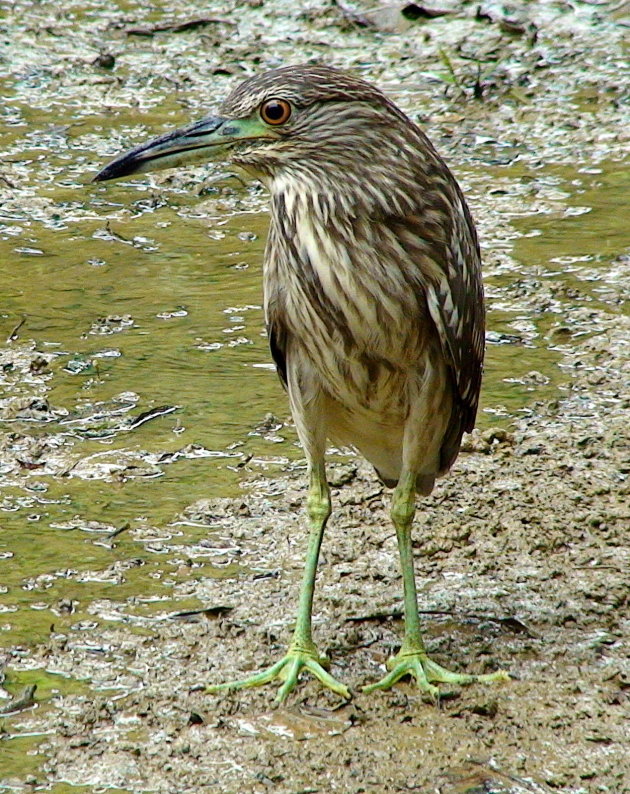 Common Greenshank