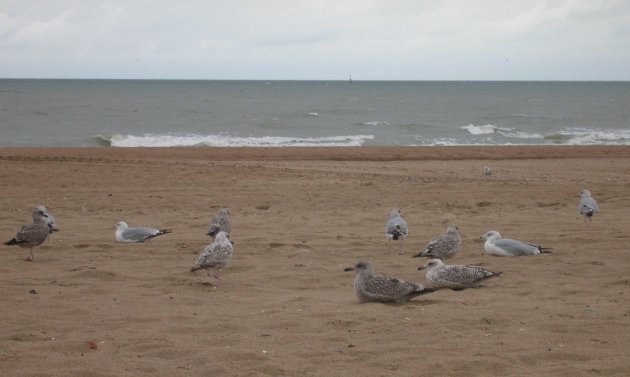 meeuwen op het strand