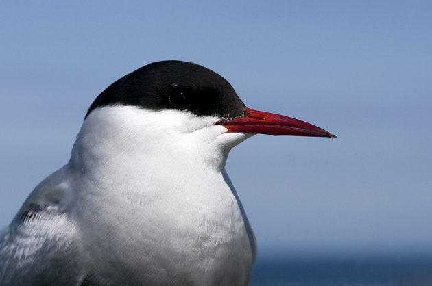 Stern Portret