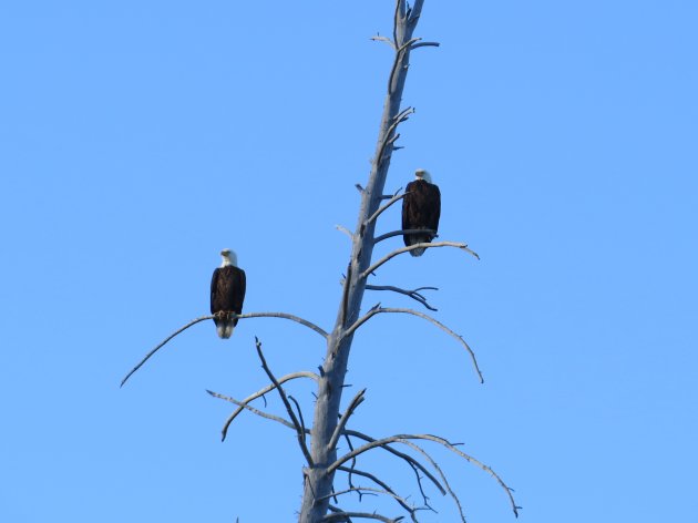 Wildlife spotten tijdens een floattrip door Grand Teton