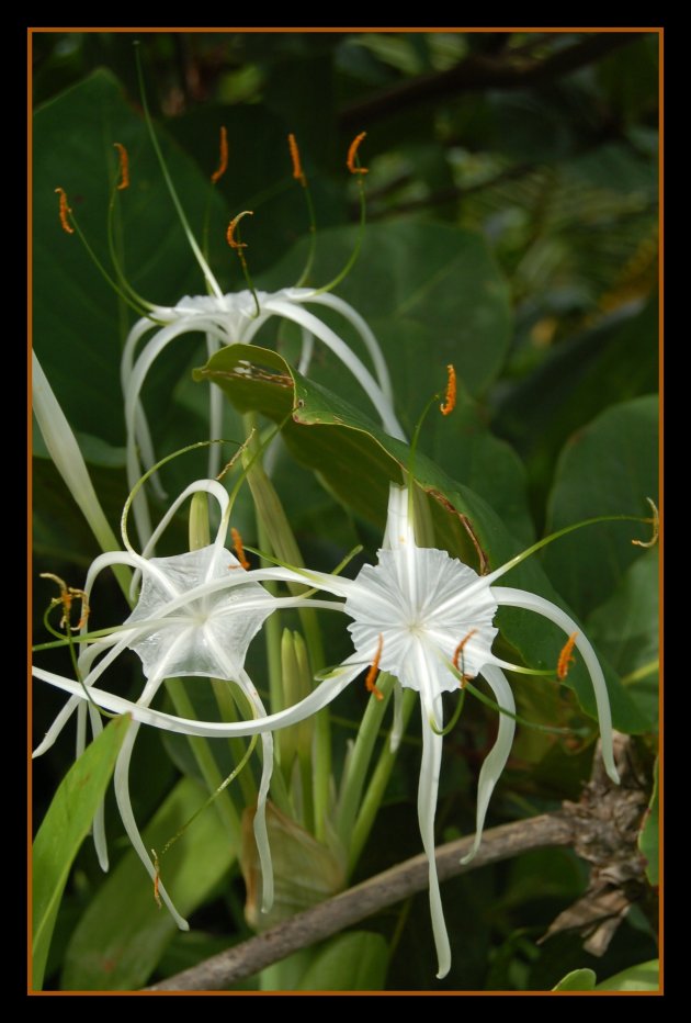 Tropical Flowers