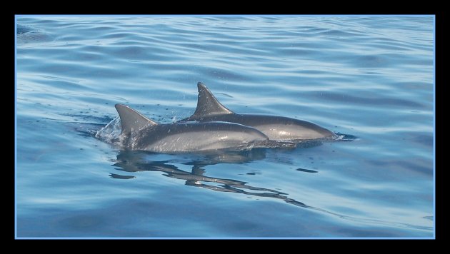 Spinner Dolphins