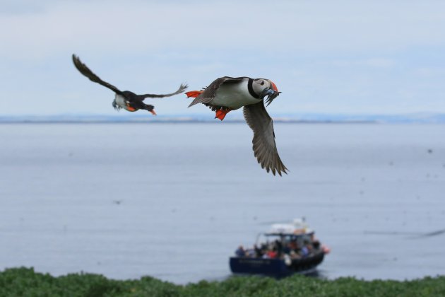 Puffins op Staple Island