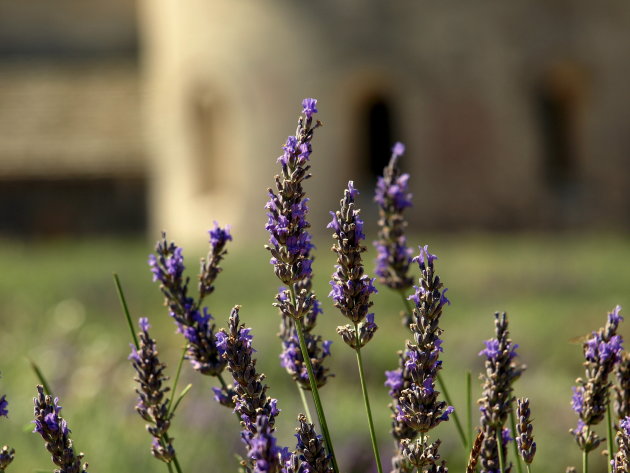 lavendel