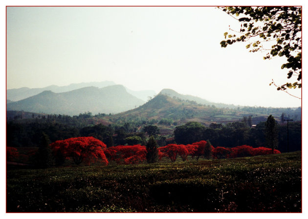 Flame trees