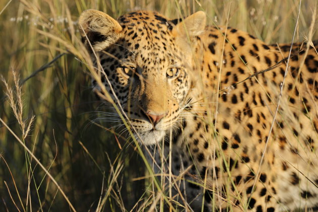 Luipaarden spotten in Okonjima, Namibië