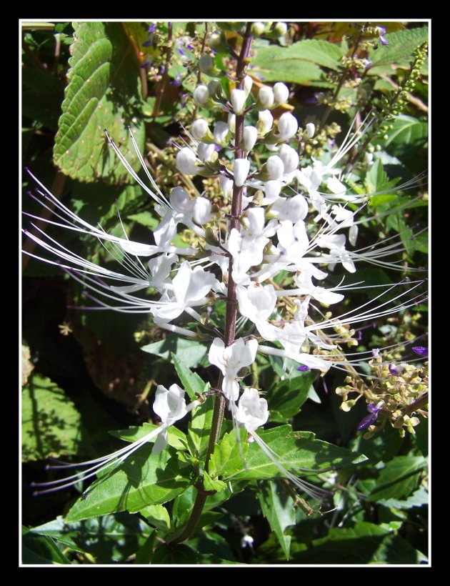 Tropical Flower