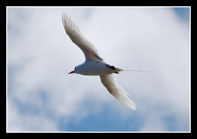 Keerkringvogel