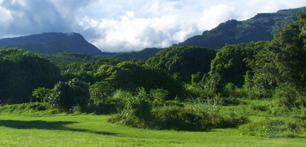 Groen Maui