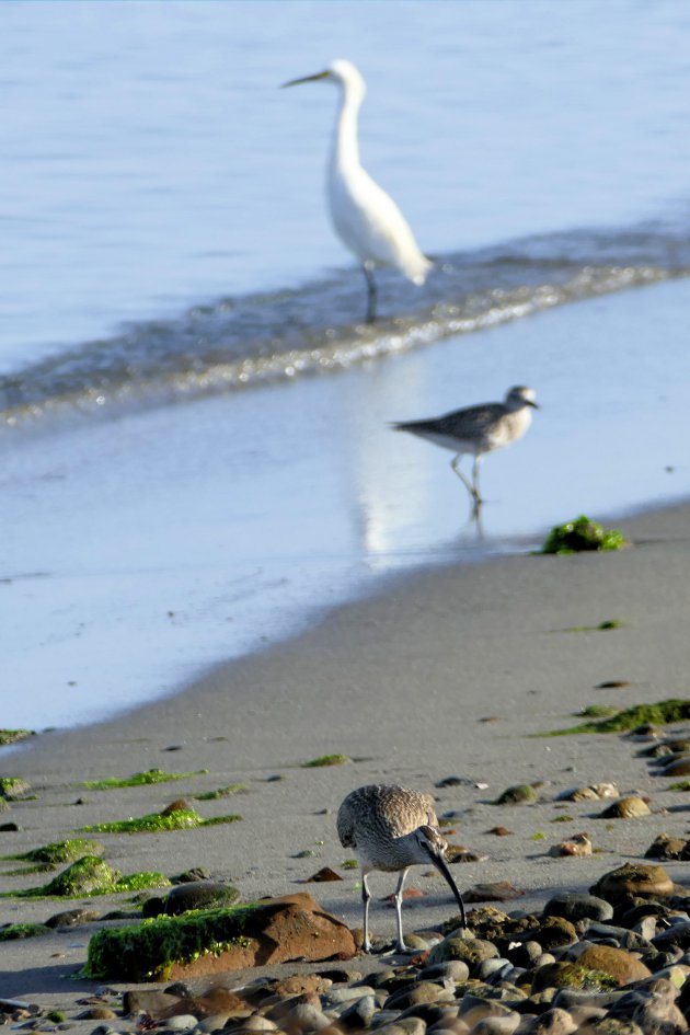 Paracas NP