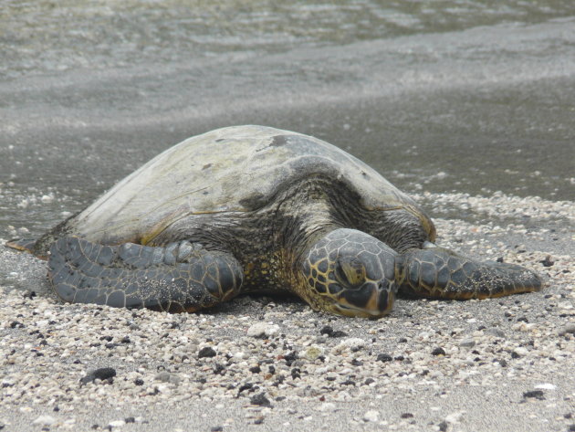 schildpad aan de kust van Big Island Hawaï