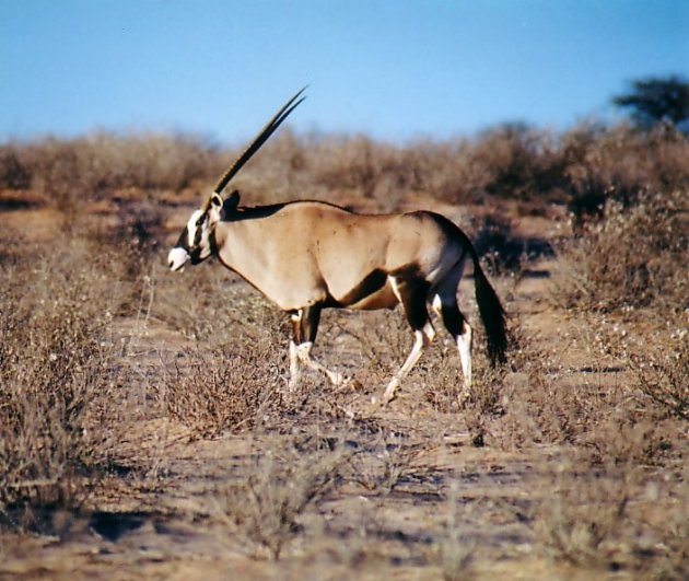 Gemsbok