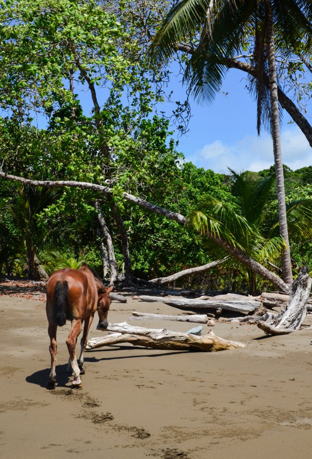 Caballo d'aqua