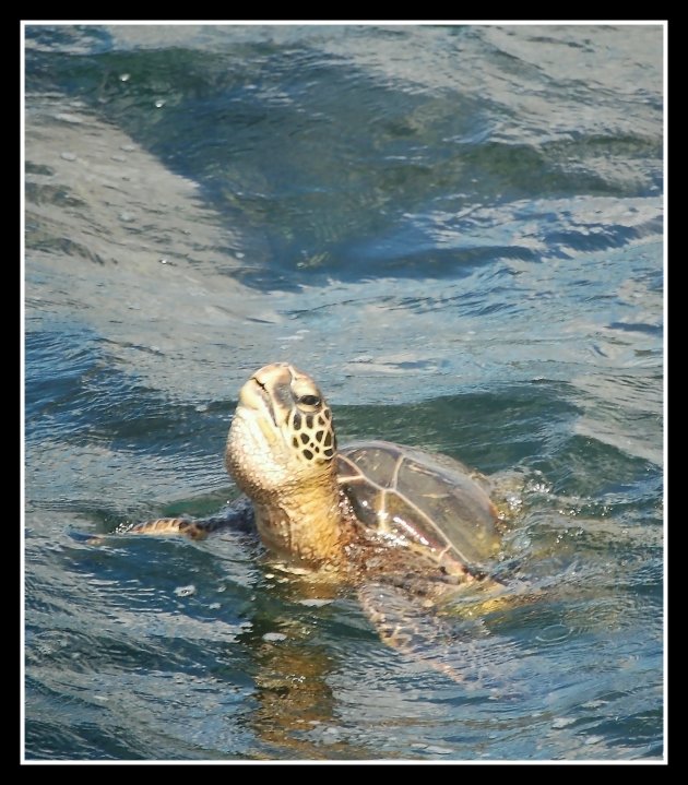 Seaturtle