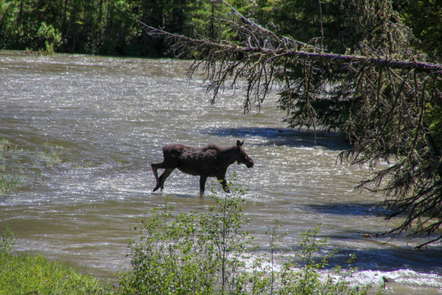 Eland in het water