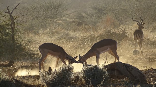 Na het lezen van een Columbus reportage in Namibie de plek bezocht.