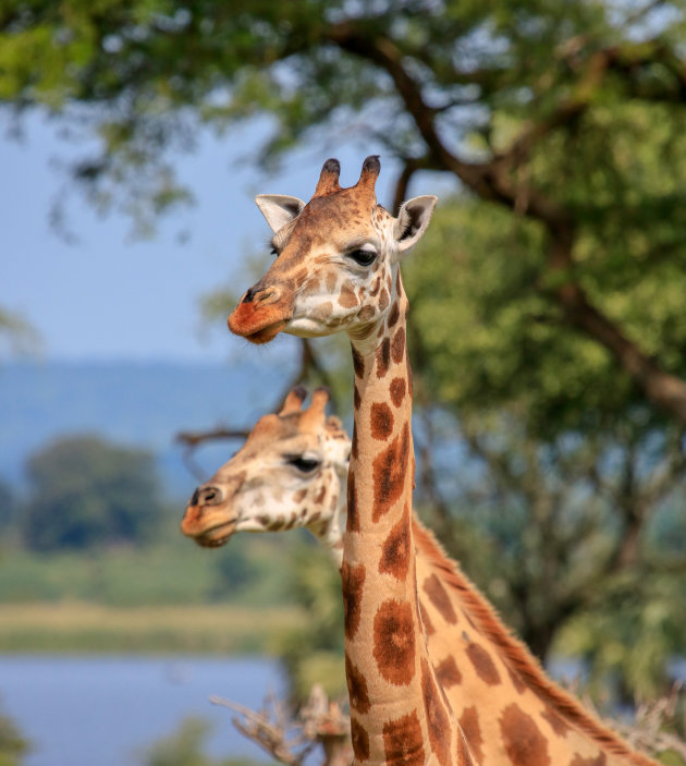 Uganda heeft fantastisch mooie parken