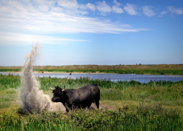 Schotse hooglanders met Texels temperament