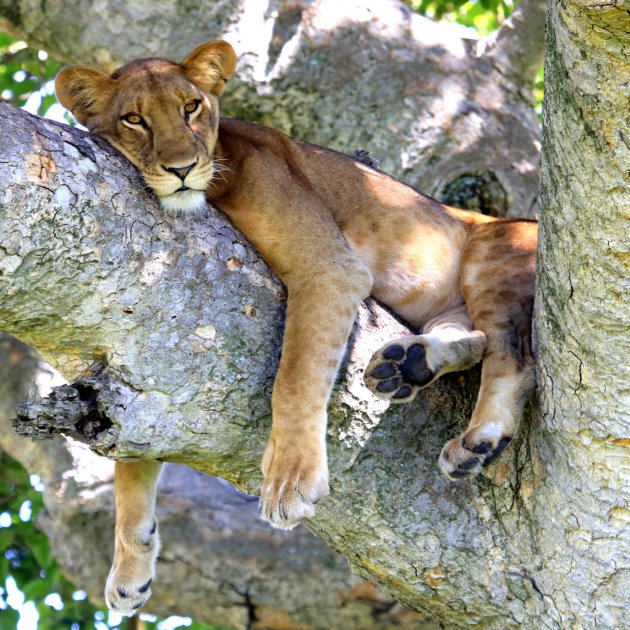 Slapende leeuwen in de bomen