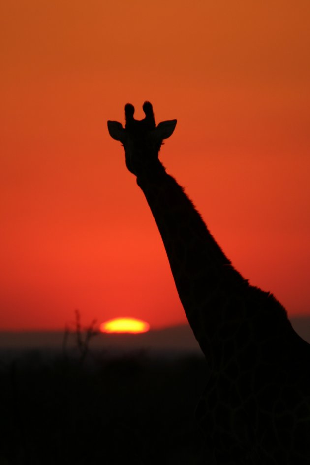 Giraffe in zonsondergang