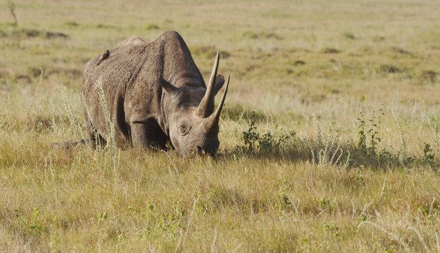 Zwarte neushoorn