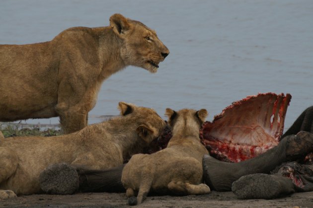 Leeuwen eten olifantje