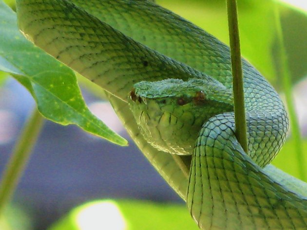 Bako National Park