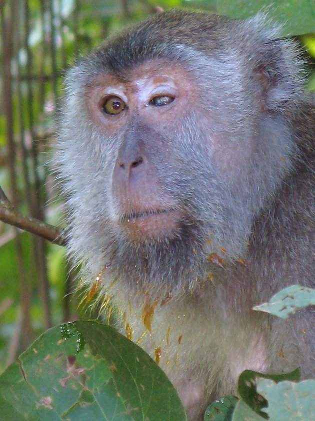 Bako National Park