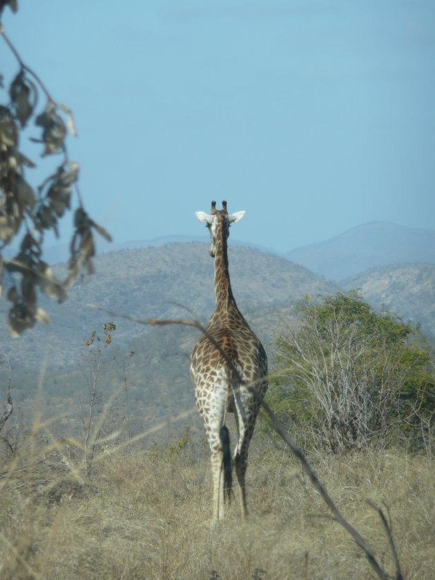 Dag giraf!