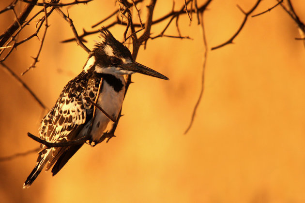 Bonte IJsvogel